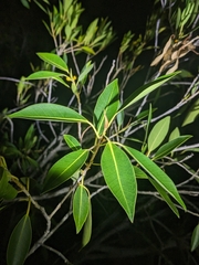 Ficus obliqua, photograph (c) Matt B, some rights reserved (CC BY)