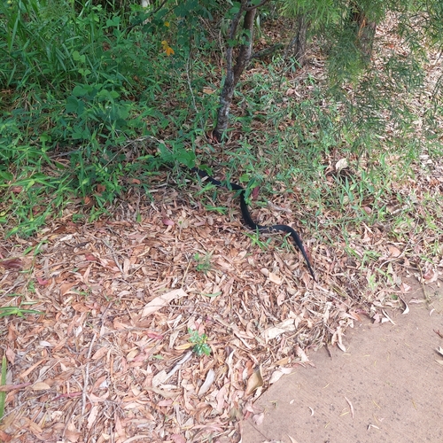 Red-bellied Black Snake sighting