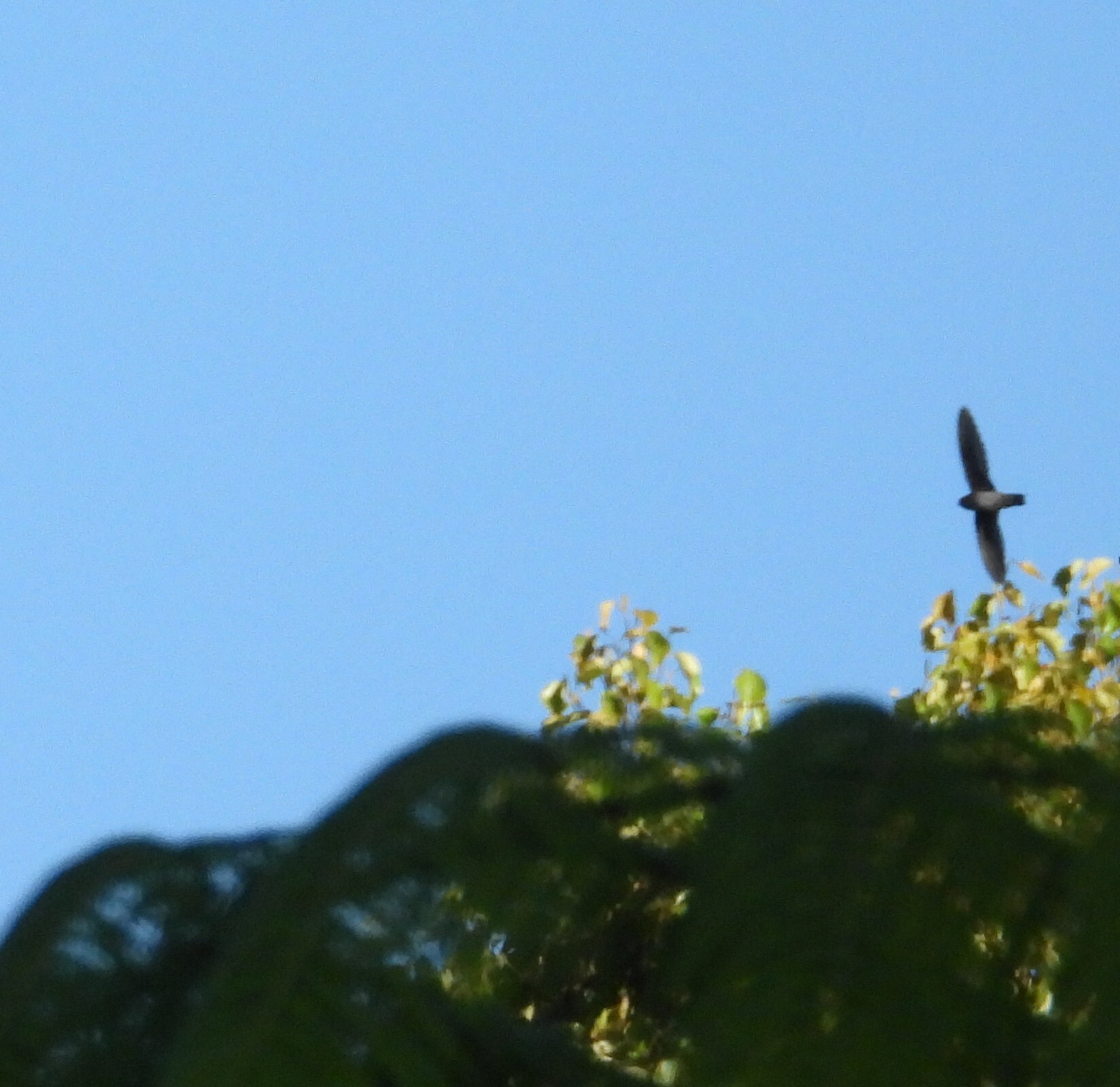 Plume-toed Swiftlet (Collocalia affinis)