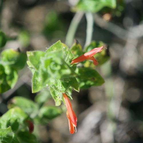 Image of Justicia purpusii by (c) Bill Levine, some rights reserved (CC BY)