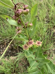Pachycarpus asperifolius