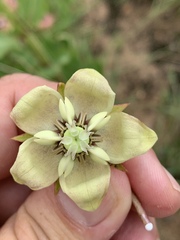 Pachycarpus asperifolius