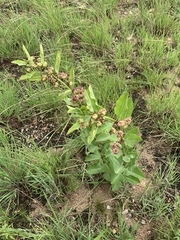Pachycarpus asperifolius