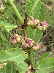 Pachycarpus asperifolius