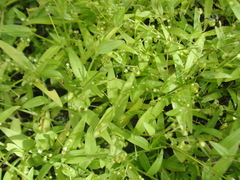 Callisia filiformis