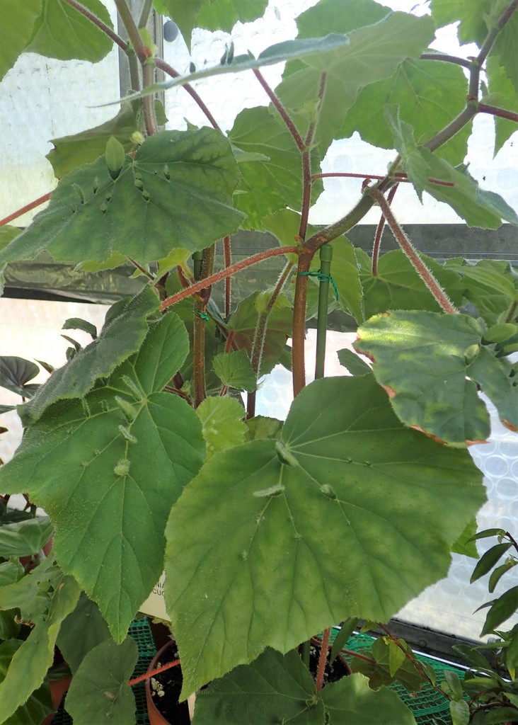 Begonia hispida