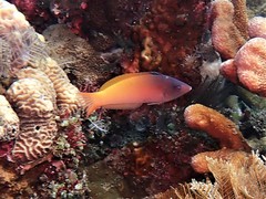 Halichoeres prosopeion