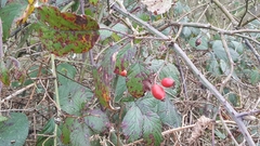 Rosa canina