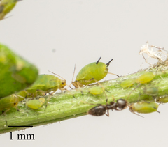 Aphis (Aphis) spiraecola image