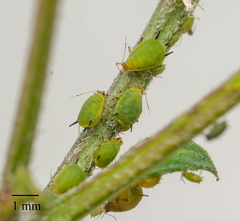 Aphis (Aphis) spiraecola image