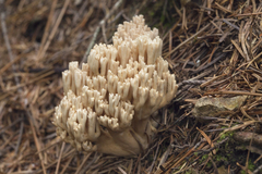 Ramaria obtusissima