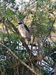 Nycticorax nycticorax image