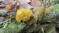 Tremella mesenterica
