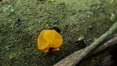 Tremella mesenterica