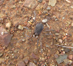 Protolophus