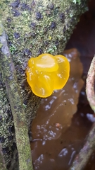 Tremella mesenterica