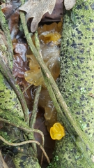 Tremella mesenterica