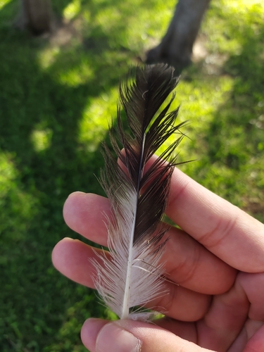 Plume de Labbe pomarin
