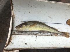 Microgadus tomcod
