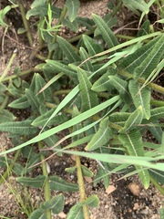Asclepias densiflora