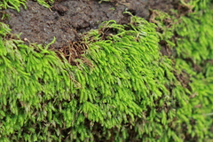 Brachythecium frigidum