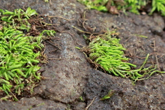 Brachythecium frigidum