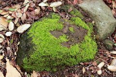 Brachythecium frigidum