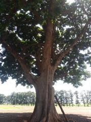 Paubrasilia echinata