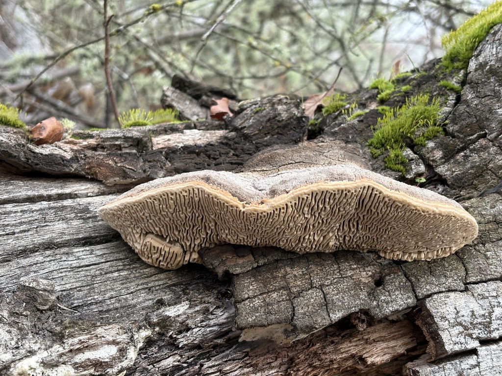 Fomitopsis quercina · December 2025 · photo: © eralverson (iNaturalist, cc-by)