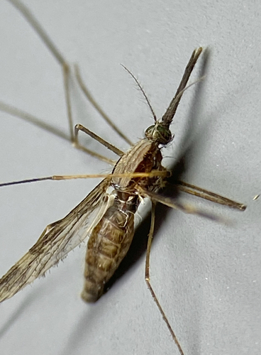 Unknown species found near Hawthorne Hollow Dr, Waukesha, WI, US