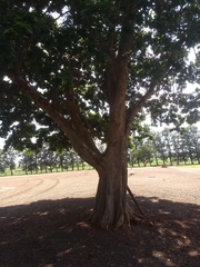 Paubrasilia echinata