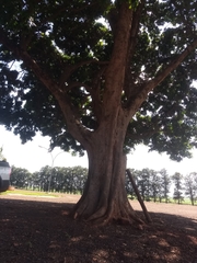 Paubrasilia echinata