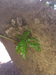 Paubrasilia echinata