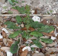 Salvia lyrata image