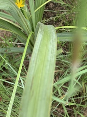 Hypoxis rigidula rigidula