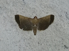 Hypsopygia amoenalis