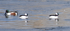 Bucephala albeola