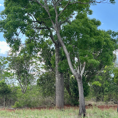 Brachychiton australis, photograph (c) James K. Douch, some rights reserved (CC BY-SA)