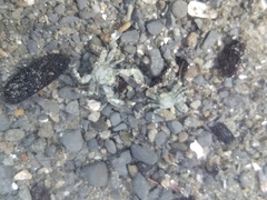 Petrolisthes cinctipes