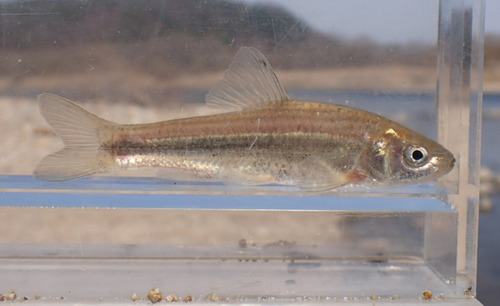 Striped gudgeon (Gnathopogon strigatus) — Cyprinidae — 4