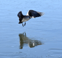 Branta hutchinsii