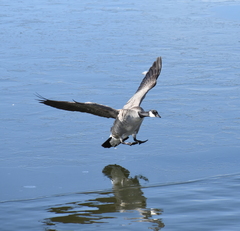 Branta hutchinsii