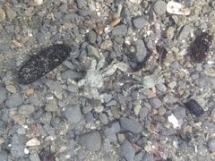 Petrolisthes cinctipes