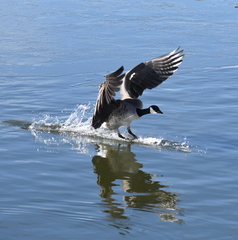 Branta hutchinsii