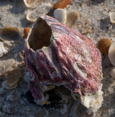 Megabalanus