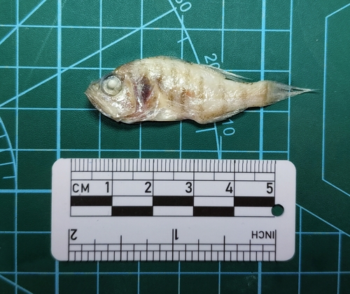 Cardinal fish (Jaydia lineata) — Apogonidae — 5