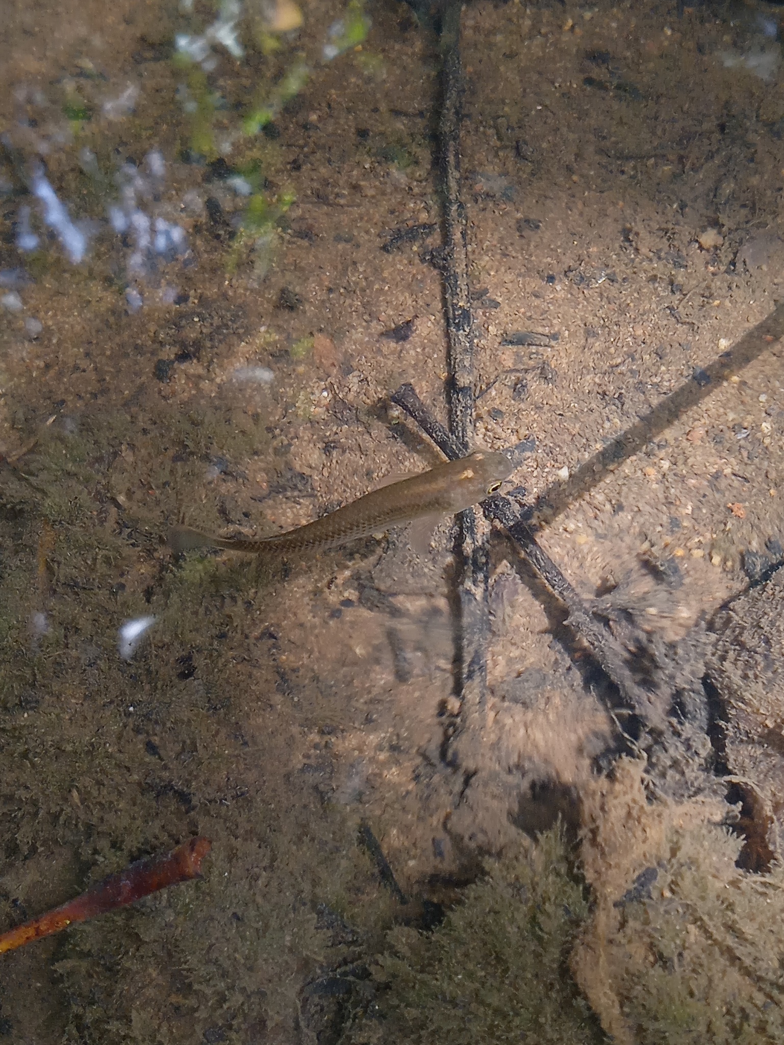 Anablepsoides hartii