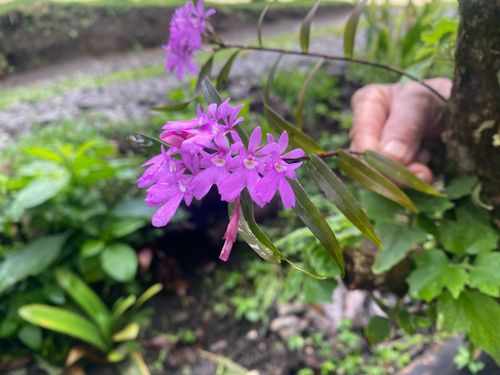 Epidendrum centropetalum, photograph 6