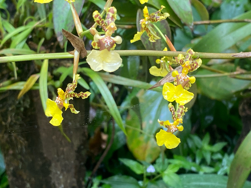 Oncidium bracteatum, photograph 6