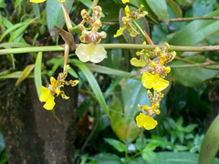 Oncidium bracteatum, photograph (c) Pat Hall, some rights reserved (CC BY)